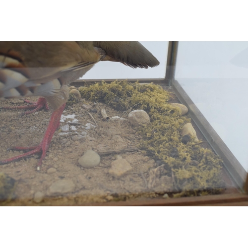 504 - A cased taxidermy French Partridge / Red Legged Partridge, set in naturalistic setting, 41x29x33cm t... 