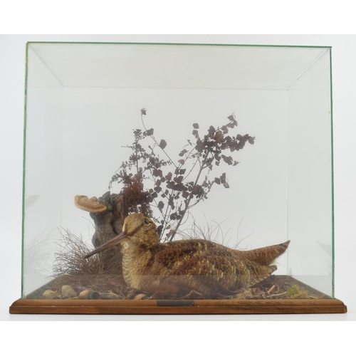 505 - A cased taxidermy Woodcock, set in naturalistic setting, 38x24x31cm tall, in wooden and glass case. ... 