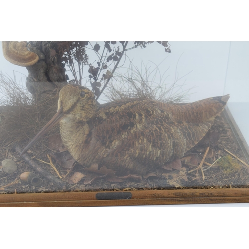 505 - A cased taxidermy Woodcock, set in naturalistic setting, 38x24x31cm tall, in wooden and glass case. ... 