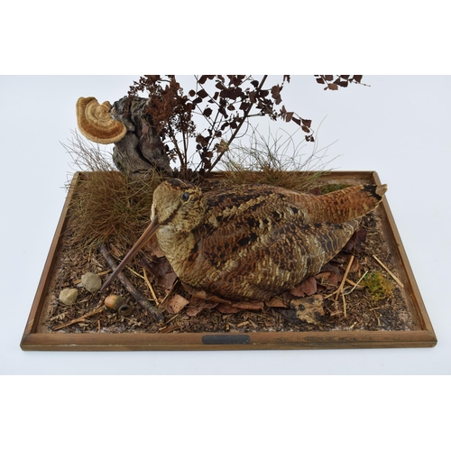 505 - A cased taxidermy Woodcock, set in naturalistic setting, 38x24x31cm tall, in wooden and glass case. ... 