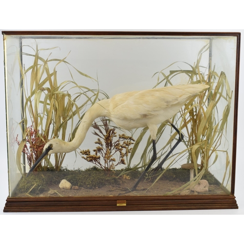 506 - A cased taxidermy Little Egret, set in naturalistic setting, 58x28x43cm tall, in wooden and glass ca... 