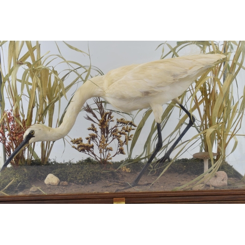 506 - A cased taxidermy Little Egret, set in naturalistic setting, 58x28x43cm tall, in wooden and glass ca... 