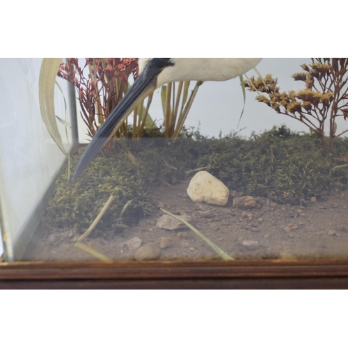 506 - A cased taxidermy Little Egret, set in naturalistic setting, 58x28x43cm tall, in wooden and glass ca... 