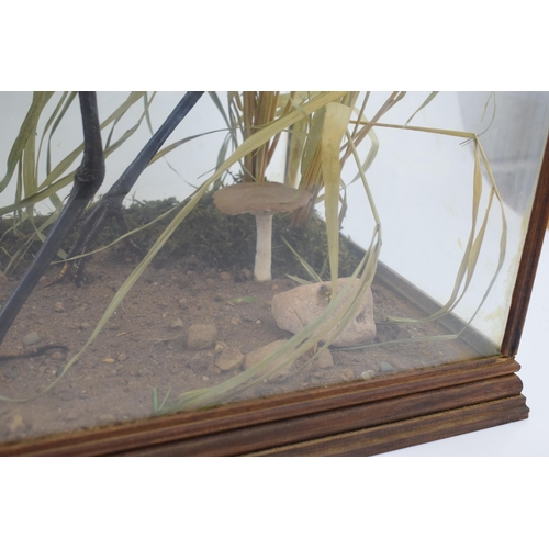 506 - A cased taxidermy Little Egret, set in naturalistic setting, 58x28x43cm tall, in wooden and glass ca... 