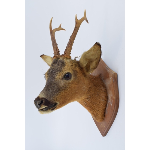 507 - A taxidermy deer's head with 6 point antlers, mounted onto wooden shield, 41cm tall.