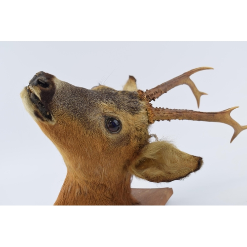 507 - A taxidermy deer's head with 6 point antlers, mounted onto wooden shield, 41cm tall.