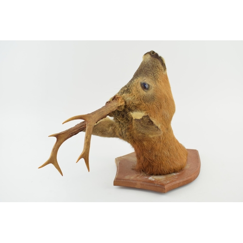 507 - A taxidermy deer's head with 6 point antlers, mounted onto wooden shield, 41cm tall.