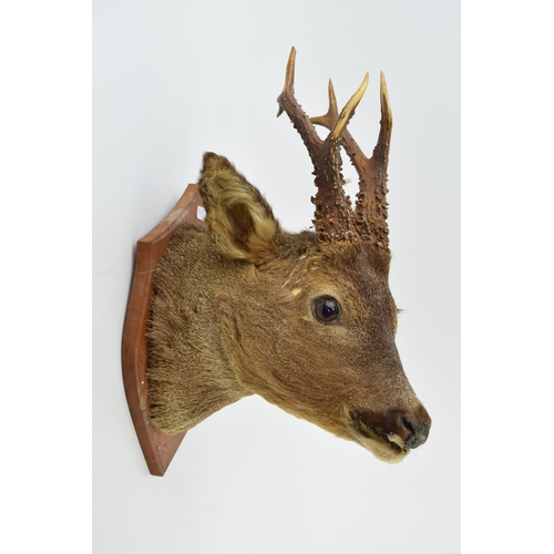 508 - A taxidermy deer's head with 7 point antlers, mounted onto wooden shield, 42cm tall.