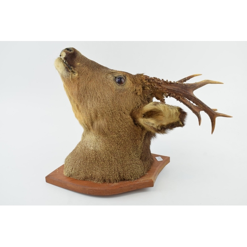 508 - A taxidermy deer's head with 7 point antlers, mounted onto wooden shield, 42cm tall.