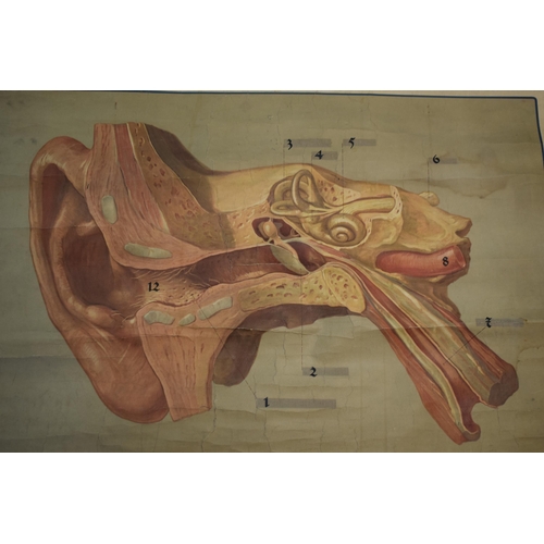 444C - German early 20th century scientific poster of the ear on wooden poles, 92cm x 69cm.