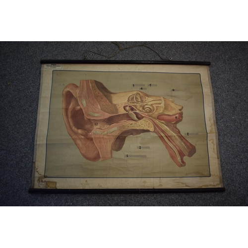 444C - German early 20th century scientific poster of the ear on wooden poles, 92cm x 69cm.