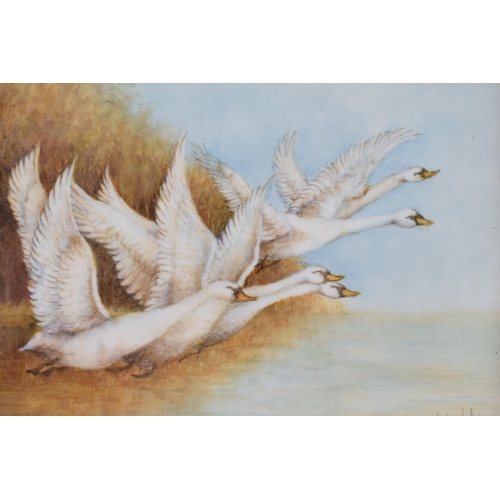 160 - Christopher Hughes (former Royal Worcester artist) hand painted rectangular plaque of 'Flying Swans ... 