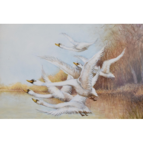 161 - Christopher Hughes (former Royal Worcester artist) hand painted rectangular plaque of 'Flying Swans ... 