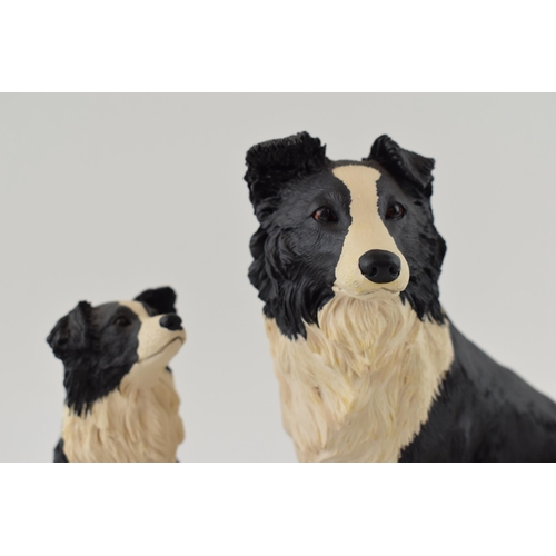 53 - Border Fine Arts Border Collies tableau The Understudy L150 on wooden base, 32cm wide.