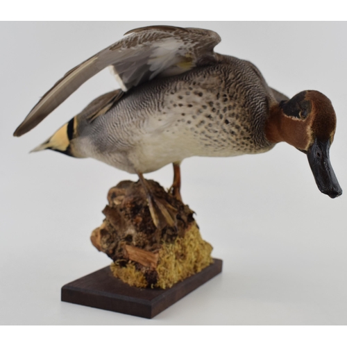 410 - Taxidermy green winged teal, 32cm long, mounted on naturalistic setting, on wooden base.