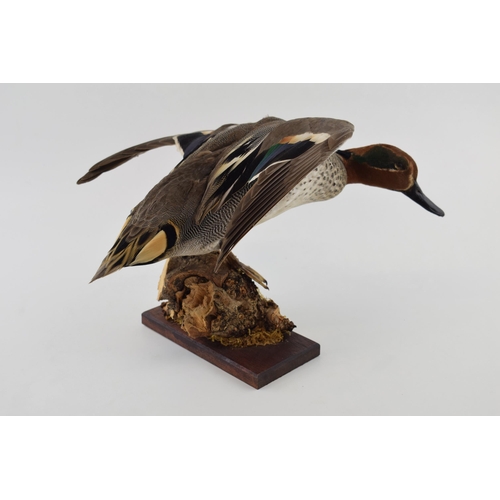 410 - Taxidermy green winged teal, 32cm long, mounted on naturalistic setting, on wooden base.