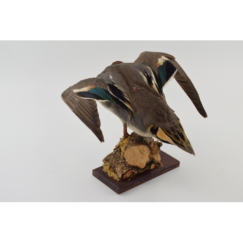 410 - Taxidermy green winged teal, 32cm long, mounted on naturalistic setting, on wooden base.