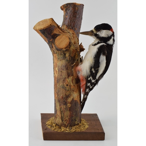 412 - Taxidermy greater spotted woodpecker, 27cm long, mounted on naturalistic setting, on wooden base.