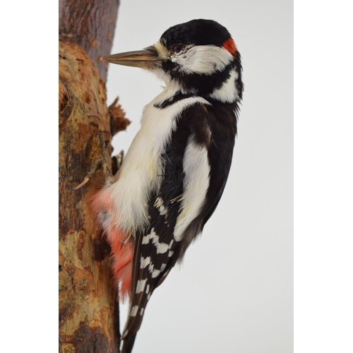 412 - Taxidermy greater spotted woodpecker, 27cm long, mounted on naturalistic setting, on wooden base.