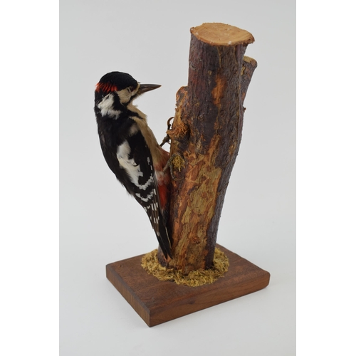 412 - Taxidermy greater spotted woodpecker, 27cm long, mounted on naturalistic setting, on wooden base.