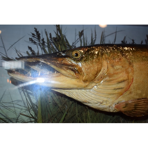 28 - Taxidermy Pike 'Esox lucius' of local interest, with gilt lettering to front 'Caught on Trentham Lak... 