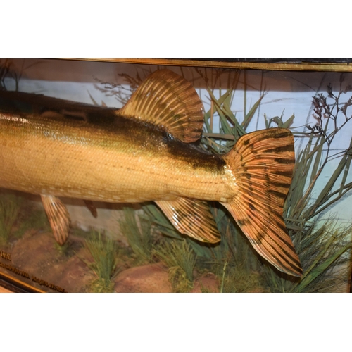 28 - Taxidermy Pike 'Esox lucius' of local interest, with gilt lettering to front 'Caught on Trentham Lak... 