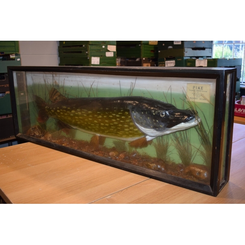 29 - Cased Taxidermy Pike, 'Caught by Robert Telling at Blackpool Pool' Sutton Park 1957. Weight 18LBS. C... 