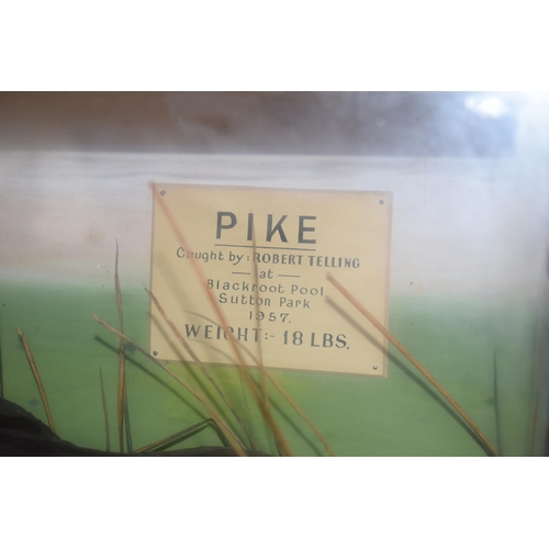 29 - Cased Taxidermy Pike, 'Caught by Robert Telling at Blackpool Pool' Sutton Park 1957. Weight 18LBS. C... 