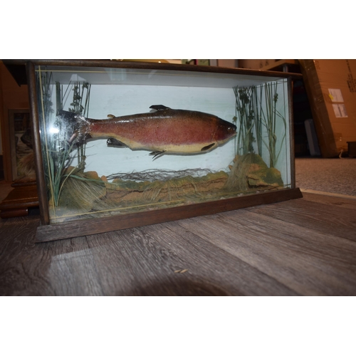 30 - Cased vintage taxidermy / casting of a trout, in wooden glazed case, in naturalistic setting, case 6... 