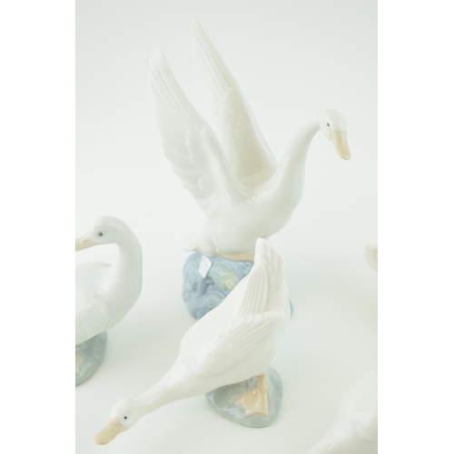 98 - A group of five Nao / Lladro Swans and Geese. Height 20cm.