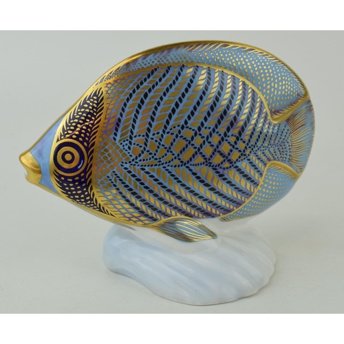 342 - Royal Crown Derby paperweight from the Tropical Fish Series, Chevroned Butterfly Fish,  gold stopper... 