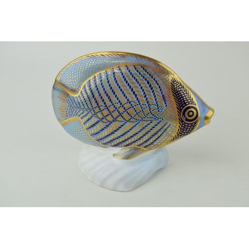 342 - Royal Crown Derby paperweight from the Tropical Fish Series, Chevroned Butterfly Fish,  gold stopper... 