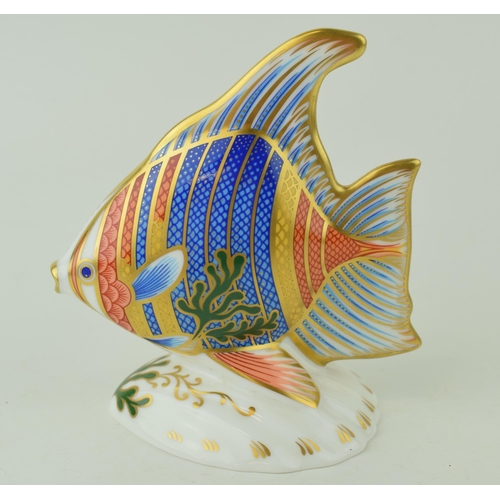 350 - Royal Crown Derby paperweight, from the Tropical Fish Series, Pacific Angel Fish, 12cm, this is numb... 