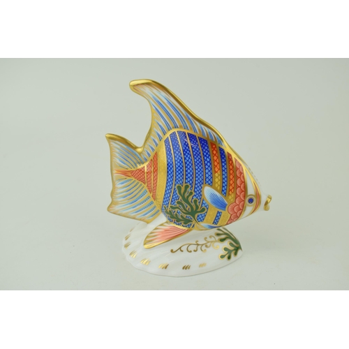 350 - Royal Crown Derby paperweight, from the Tropical Fish Series, Pacific Angel Fish, 12cm, this is numb... 