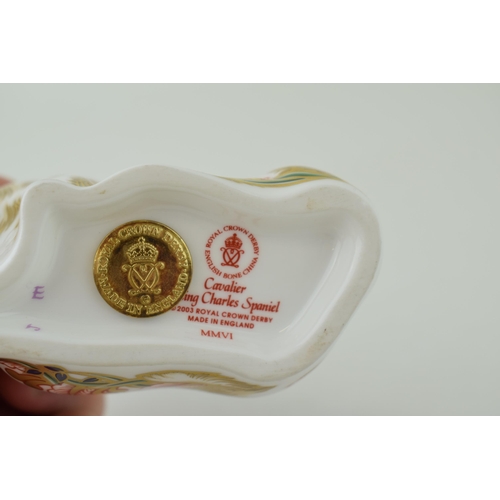 351 - Royal Crown Derby paperweight, Cavalier King Charles Spaniel, gold stopper, red printed marks and Ro... 