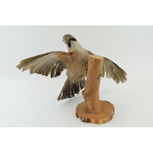 10 - Taxidermy Jay Bird with wings spread mounted on tree stump. Height 30cm.