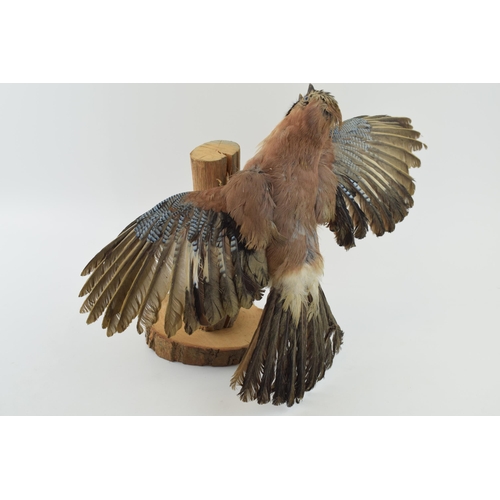 10 - Taxidermy Jay Bird with wings spread mounted on tree stump. Height 30cm.