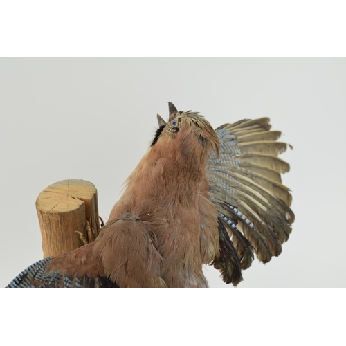 10 - Taxidermy Jay Bird with wings spread mounted on tree stump. Height 30cm.