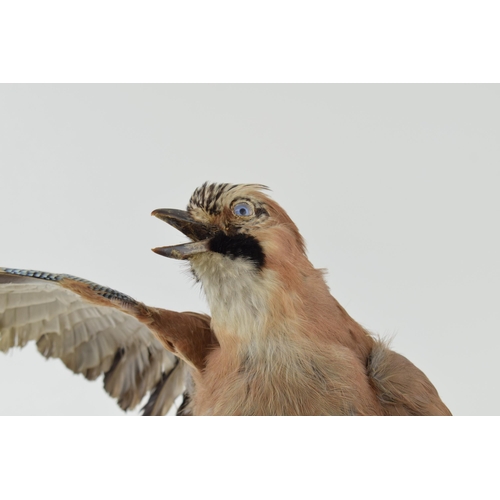 10 - Taxidermy Jay Bird with wings spread mounted on tree stump. Height 30cm.