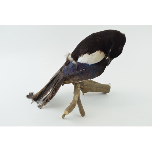 11 - Taxidermy Magpie pruning wing mounted on branch. Height 28cm.