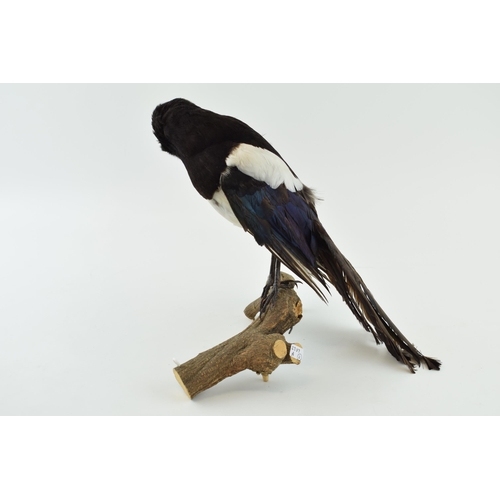 11 - Taxidermy Magpie pruning wing mounted on branch. Height 28cm.