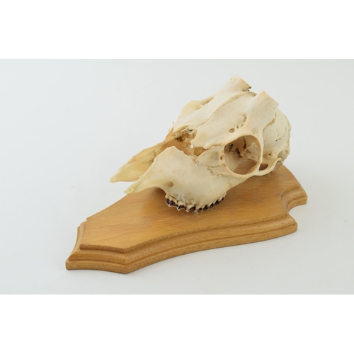 12 - Munjac Deer skull on wooden shield. height 23cm.