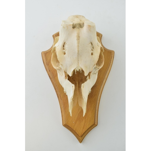 12 - Munjac Deer skull on wooden shield. height 23cm.