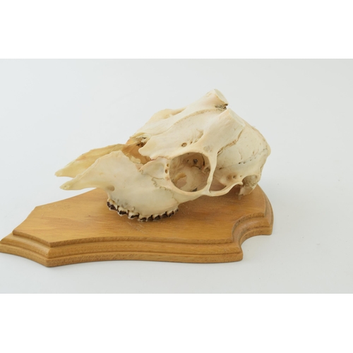 12 - Munjac Deer skull on wooden shield. height 23cm.