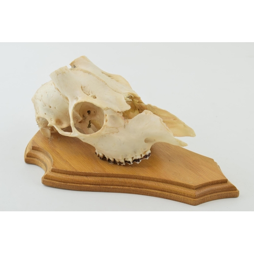 12 - Munjac Deer skull on wooden shield. height 23cm.