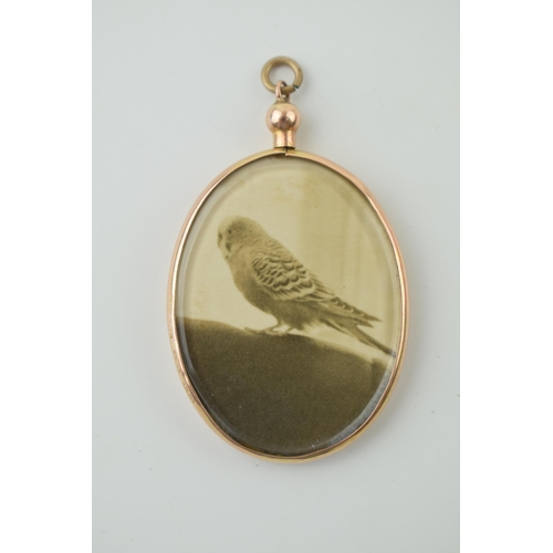 586 - 9ct rose gold locket, enclosed picture of a budgie, 4.5cm tall.