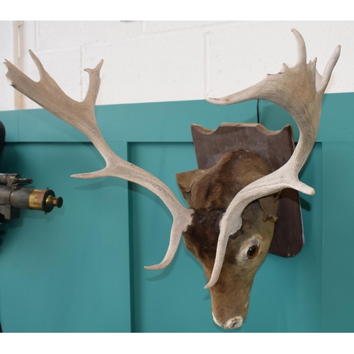 257 - Taxidermy stags head with antlers, mounted onto wooden shield, 60cm wide.