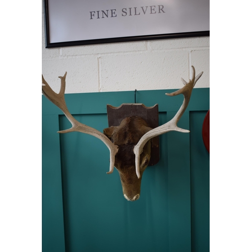 257 - Taxidermy stags head with antlers, mounted onto wooden shield, 60cm wide.