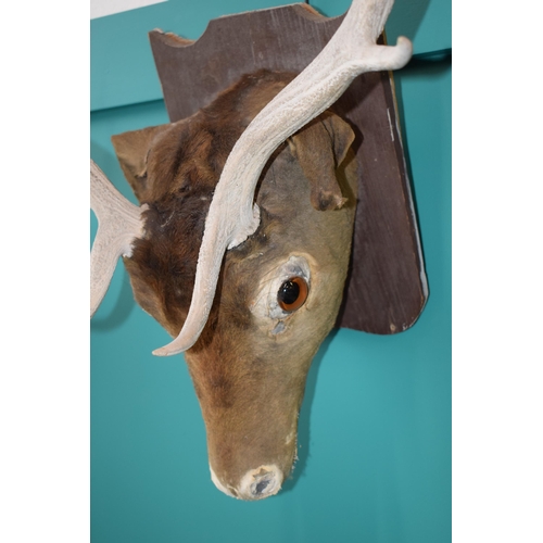 257 - Taxidermy stags head with antlers, mounted onto wooden shield, 60cm wide.