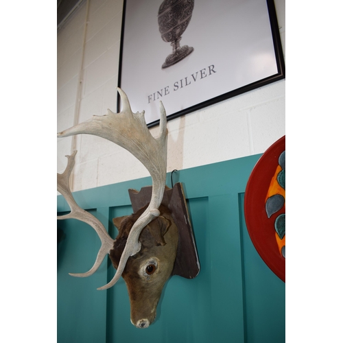 257 - Taxidermy stags head with antlers, mounted onto wooden shield, 60cm wide.